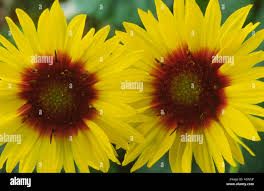 Image result for Gaillardia `Kobold`