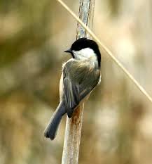 Attēlu rezultāti vaicājumam “Poecile montanus adult”