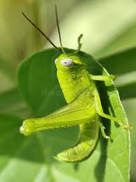 Attēlu rezultāti vaicājumam “Omocestus viridulus”