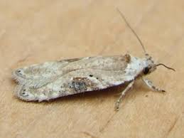 Attēlu rezultāti vaicājumam “Agonopterix alstromeriana”