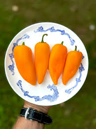 Afbeeldingsresultaat voor Szegedi 80 hot pepper