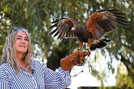 Image result for Wimbledon Hawks