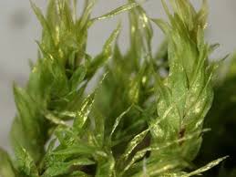 Attēlu rezultāti vaicājumam “Pohlia cruda”