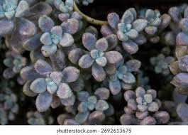 Attēlu rezultāti vaicājumam “Crassulaceae”