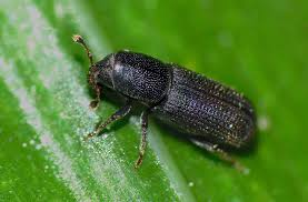 Attēlu rezultāti vaicājumam “Hylastes sp.”