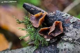 Attēlu rezultāti vaicājumam “Rutstroemia firma”