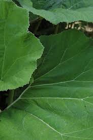 Attēlu rezultāti vaicājumam “Petasites hybridus leaf”