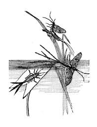 Attēlu rezultāti vaicājumam “Ephemera vulgata”