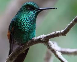 Attēlu rezultāti vaicājumam “Euura acutifoliae”