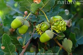 Attēlu rezultāti vaicājumam “Quercus robur fruit”