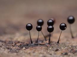 Attēlu rezultāti vaicājumam “Comatricha nigra stalked”