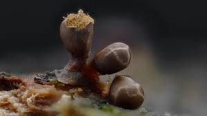 Attēlu rezultāti vaicājumam “Trichia flavicoma macro”