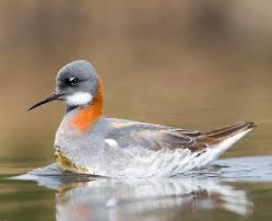Attēlu rezultāti vaicājumam “Phalaropus lobatus”