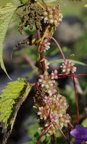 Attēlu rezultāti vaicājumam “Cuscuta europaea”