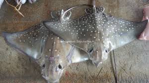 Image result for Aetobatus ocellatus