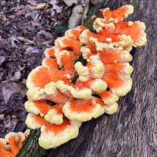 Attēlu rezultāti vaicājumam “Buglossoporus quercinus”