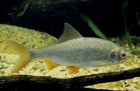 Image result for Rutilus rutilus