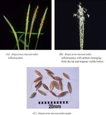 Attēlu rezultāti vaicājumam “Alopecurus pratensis fruit”