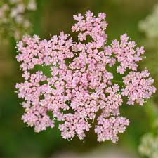 Image result for Pimpinella major