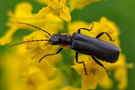 Attēlu rezultāti vaicājumam “Cantharis obscura”