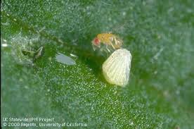 Attēlu rezultāti vaicājumam “Trichoptera egg mass”