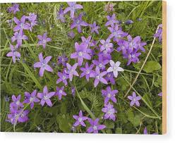 Image result for Campanula patula