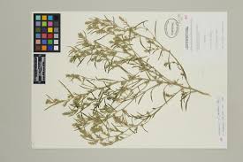 Attēlu rezultāti vaicājumam “Corispermum hyssopifolium fruit”