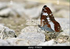 Attēlu rezultāti vaicājumam “Limenitis camilla underside”