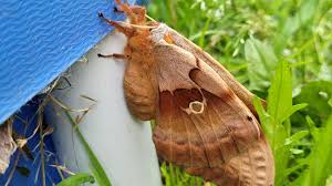 Attēlu rezultāti vaicājumam “Eupithecia icterata female”