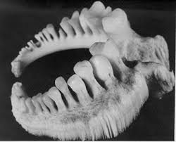 Image result for Moxostoma hubbsi