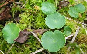 Attēlu rezultāti vaicājumam “Hydrocotyle vulgaris”