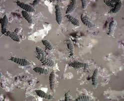 Attēlu rezultāti vaicājumam “Collembola”