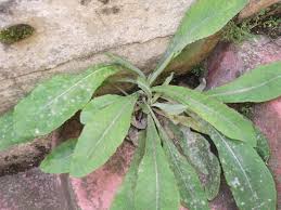 Attēlu rezultāti vaicājumam “Sonchus”