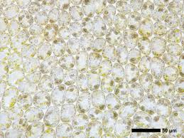 Attēlu rezultāti vaicājumam “Geocalyx graveolens”