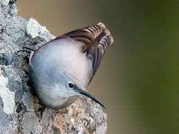 Image result for Tichodroma muraria