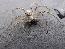 Attēlu rezultāti vaicājumam “Philodromus sp.”