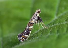 Attēlu rezultāti vaicājumam “Gracillaria syringella larva”