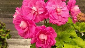 Image result for Geranium `Sandrine`