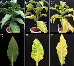 Attēlu rezultāti vaicājumam “Nicotiana tabacum leaf”