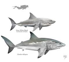 Image result for Carcharodon carcharias