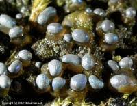 Attēlu rezultāti vaicājumam “Colloderma oculatum spores”