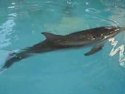 Image result for Stenella coeruleoalba