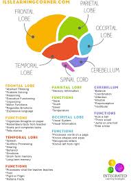 Image result for map of the brain