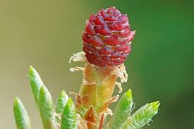 Attēlu rezultāti vaicājumam “Pinus sylvestris male flower”