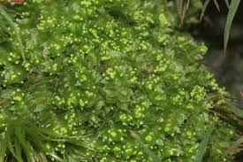 Attēlu rezultāti vaicājumam “Lophozia ventricosa”