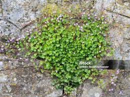 Attēlu rezultāti vaicājumam “Cymbalaria muralis leaf”