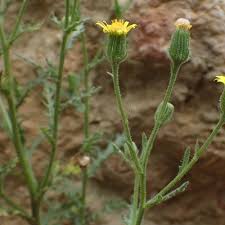 Attēlu rezultāti vaicājumam “Senecio viscosus”