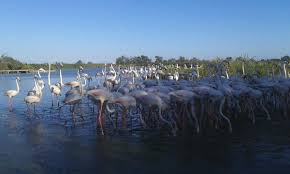 Image result for parque natural de camargue