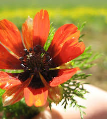 Image result for Adonis aestivalis