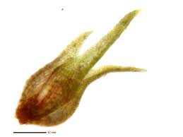 Attēlu rezultāti vaicājumam “Pleuridium subulatum”